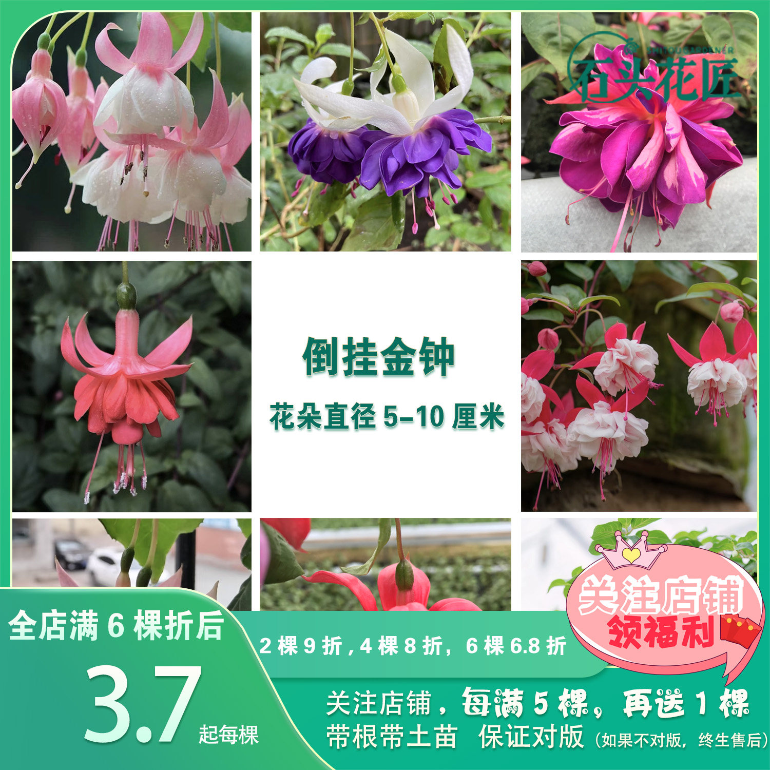 倒挂金钟 金婚宝莲灯31个品种（新品）灯笼花室内阳台花卉