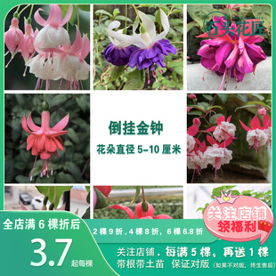 倒挂金钟 金婚宝莲灯31个品种（新品）灯笼花室内阳台花卉