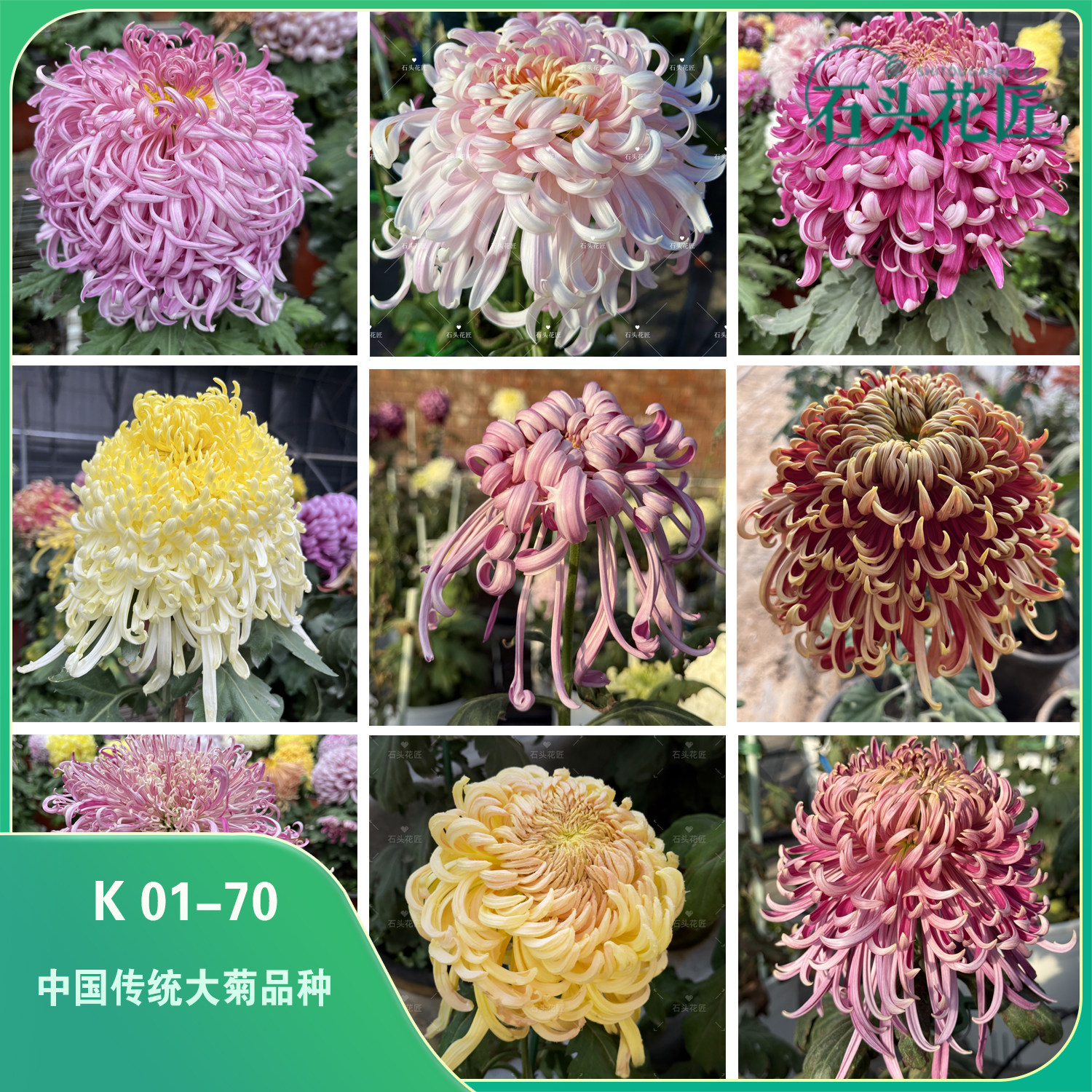 石头花匠 K01-70中国传统大菊苗70个品种 独本菊花多年生宿根