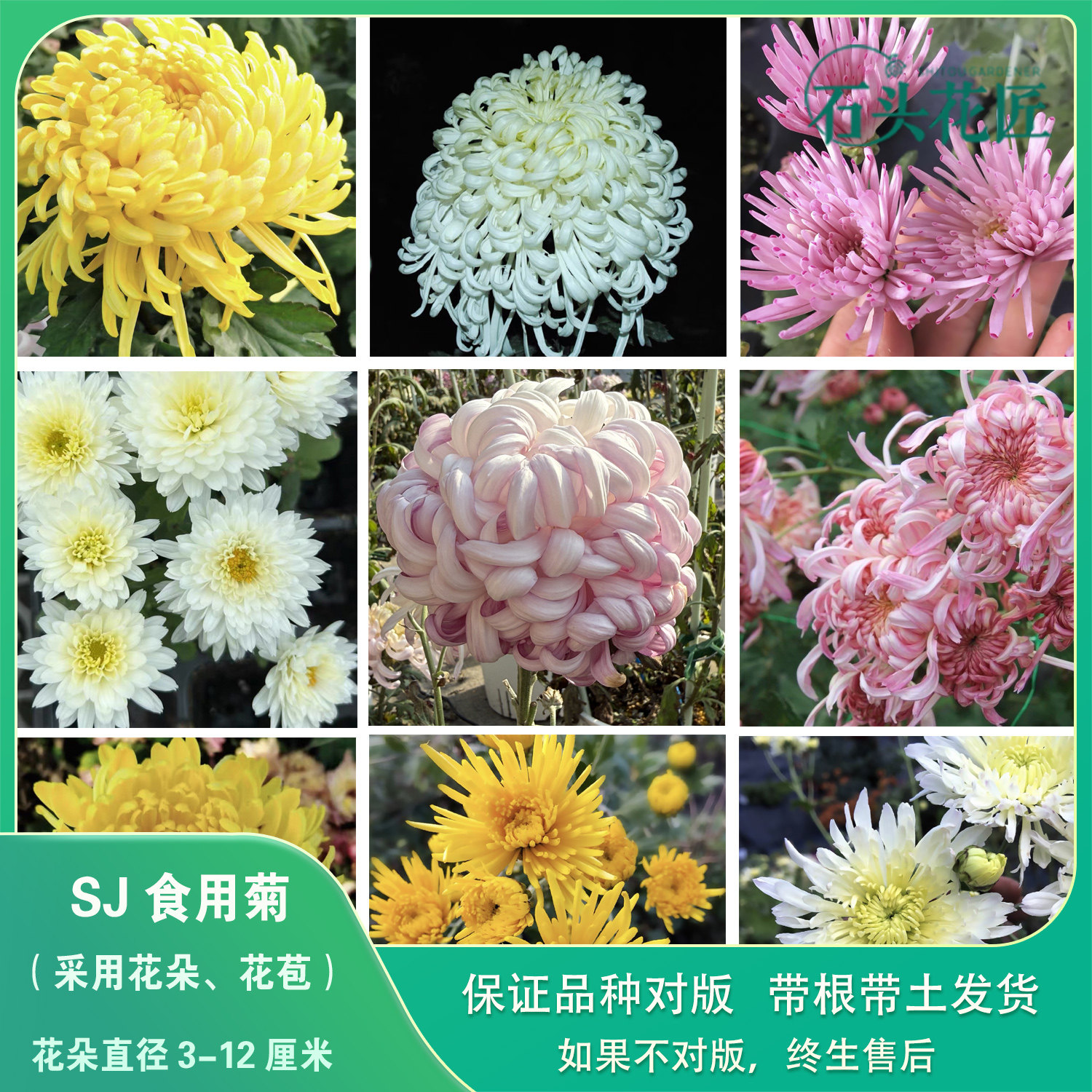 金丝皇菊苗食用菊花苗黄香梨图片