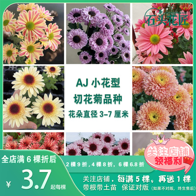 小雏菊菊花苗切花菊苗对版