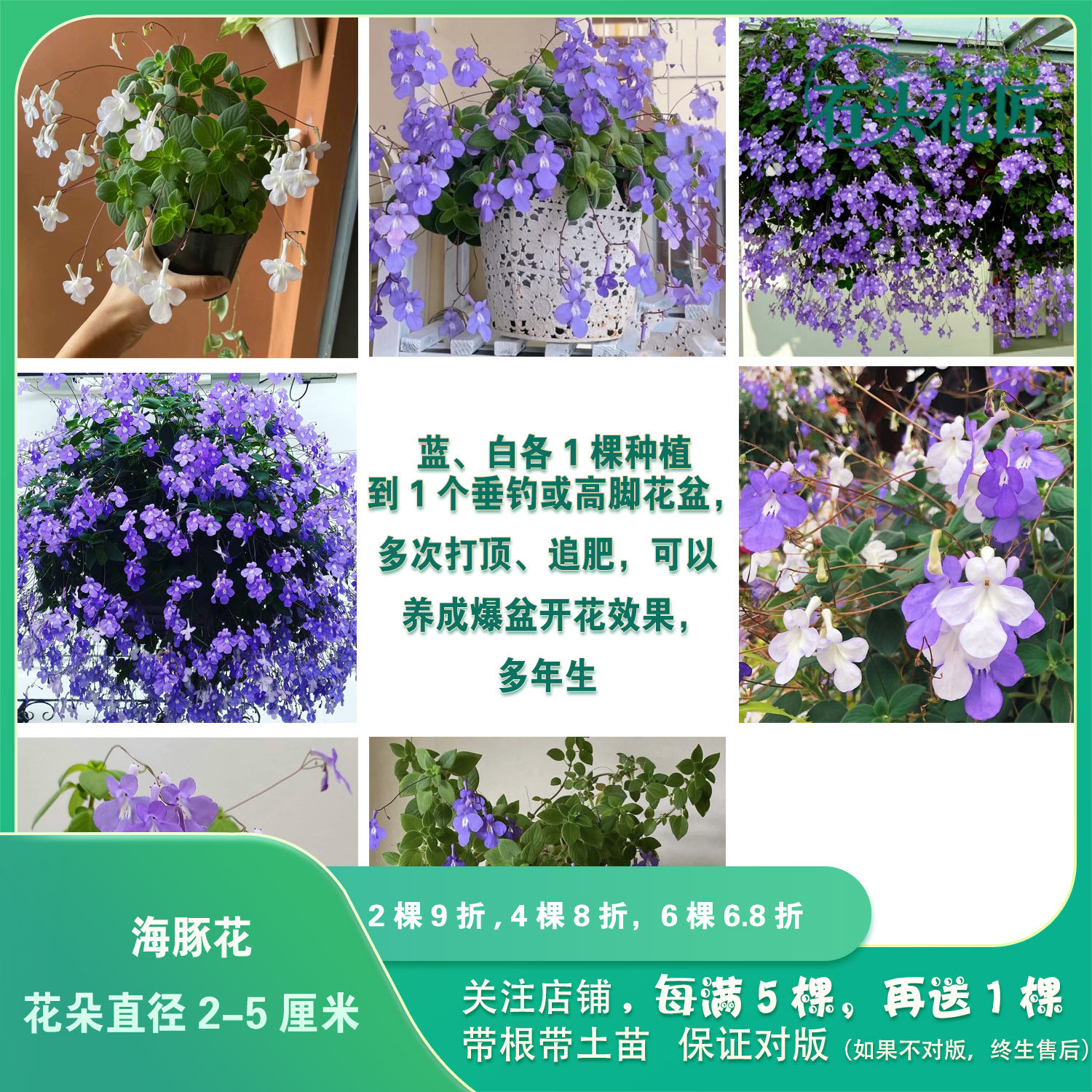 石头花匠  垂吊海豚花 蓝海豚 灯笼花 婚纱吊兰阳台垂吊观花盆栽