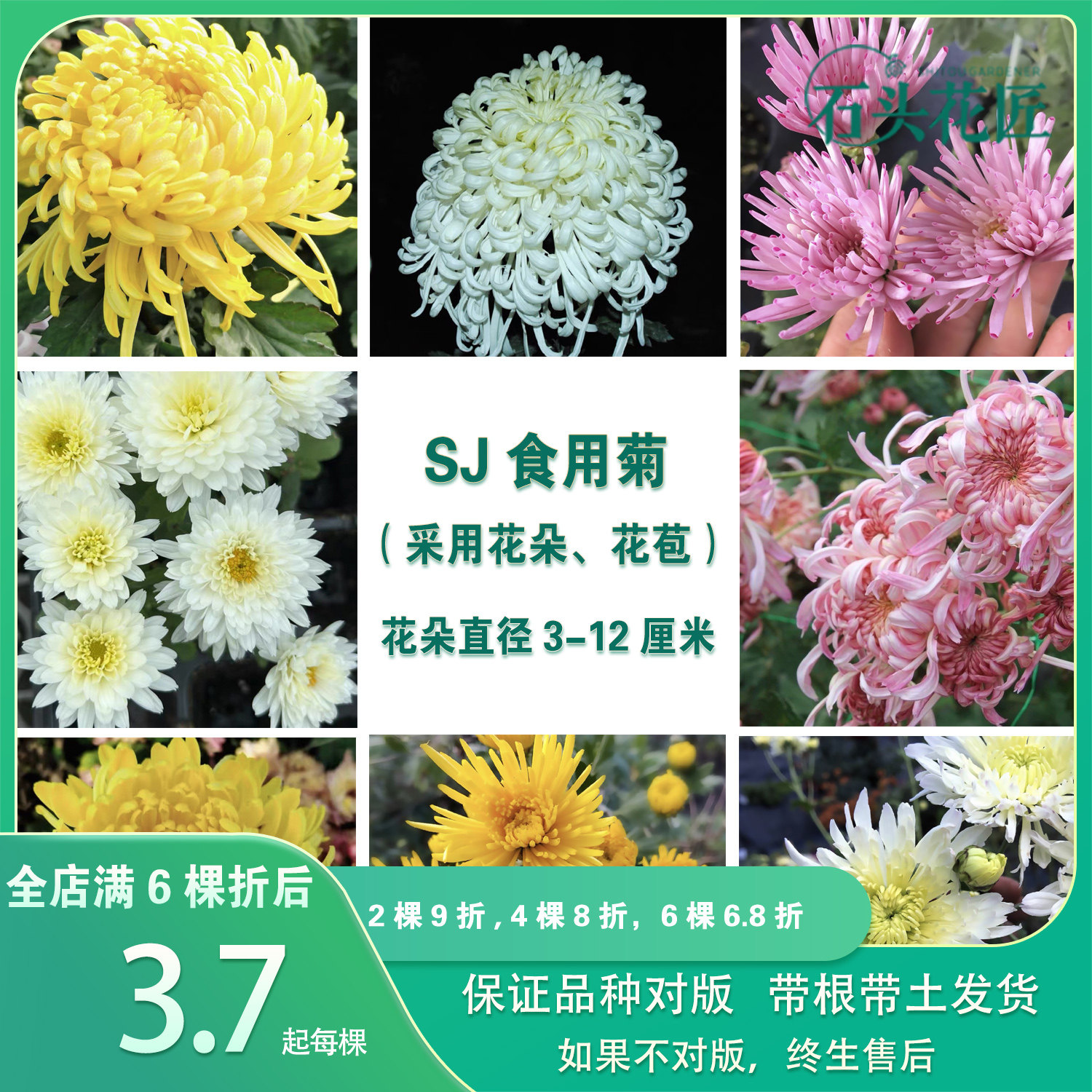 石头花匠 食用菊花苗 11个品种 白香梨 多年生室内阳台盆栽地栽