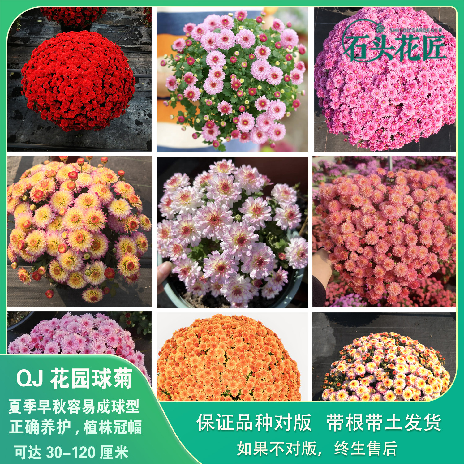 石头花匠 27个品种 糖果甜心球菊千头菊花苗耐寒耐热爆球