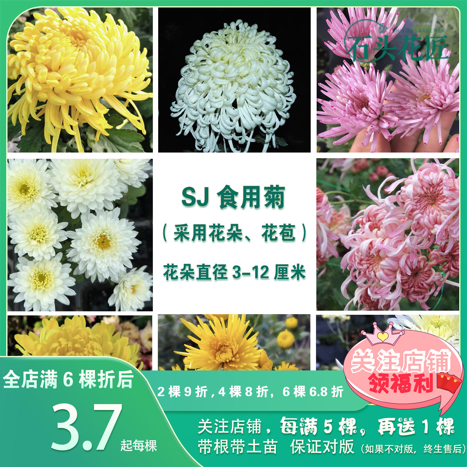 石头花匠 食用菊花苗 10个品种 白香梨 多年生室内阳台盆栽地栽,鲜花速递/花卉仿真/绿植园艺,时令草本花卉,淘宝优惠券,粉丝福利购,淘宝优惠卷