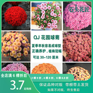 石头花匠 50个品种 糖果甜心吉吉珊瑚球菊千头菊花苗耐寒耐热爆球