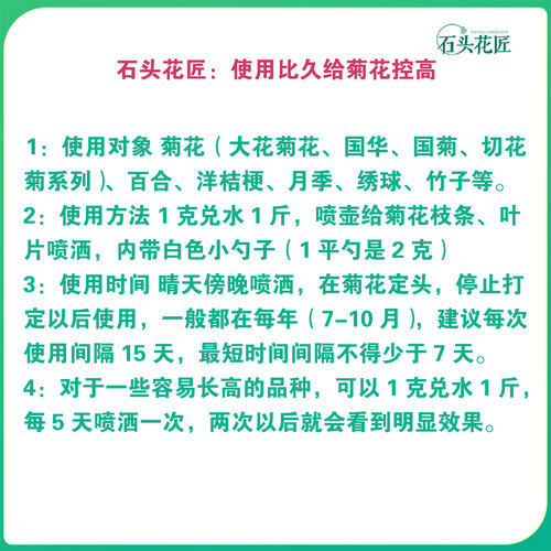 中华桔梗苗当年开花苗
