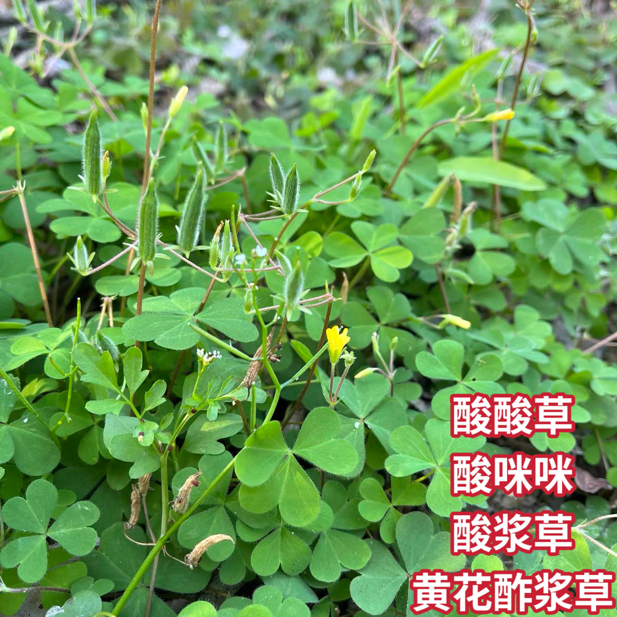 黄花酢浆草新鲜酸浆草三叶酸酸草斑鸠酸酸咪咪酸溜溜盐酸鸡中草药