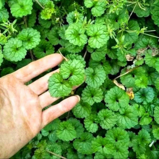 透骨消草新鲜四方茎驳骨消遍地香中草药潮汕接骨消活血丹连钱草