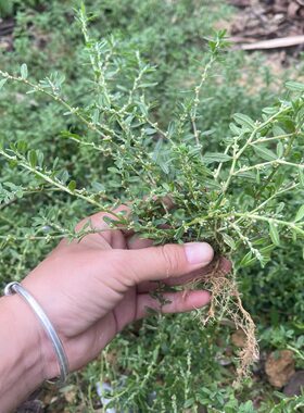 萹蓄草新鲜中药扁蓄鸟蓼扁竹竹节草猪牙草道生草萹蔓野铁扫把路柳