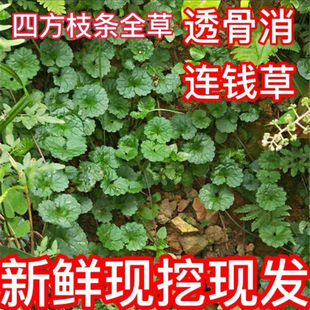 透骨消新鲜大透骨消草天然中药材驳骨消见肿消连线草连钱草