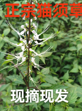 猫须草正品新鲜肾精茶 猫须草化石草肾茶猫须公 潮汕猫秋草干货