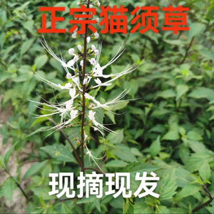 猫须草正品新鲜肾精茶 猫须草化石草肾茶猫须公 潮汕猫秋草干货