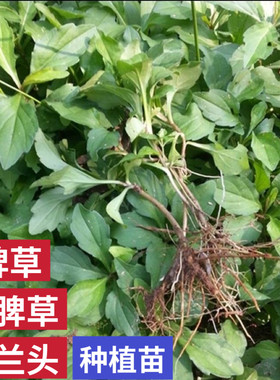 脾草苗马兰头种植苗泥鳅草苗鱼鳅串路边菊田边菊潮汕夭脾草中草药