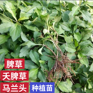 脾草苗马兰头种植苗泥鳅草苗鱼鳅串路边菊田边菊潮汕夭脾草中草药