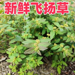 新鲜野外飞扬草大飞扬节节花白乳汁草中草药材现采肤痒洗澡通少乳