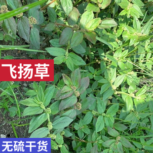大飞扬草新鲜野外飞扬草 节节花 通少乳白乳汁草中药材肤痒洗澡