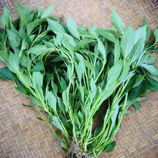 新鲜溪黄草 中药益肝茶 山羊面熊胆草溪沟草血风黄汁草护肝祛湿茶