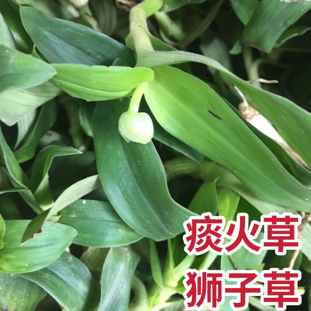 狮子草新鲜痰火草潮汕白兰中草药草围夹草玻璃草广东猫爪草煲汤