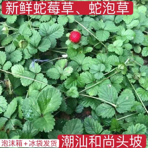 潮汕和尚头坡 蛇莓草新鲜三叶风