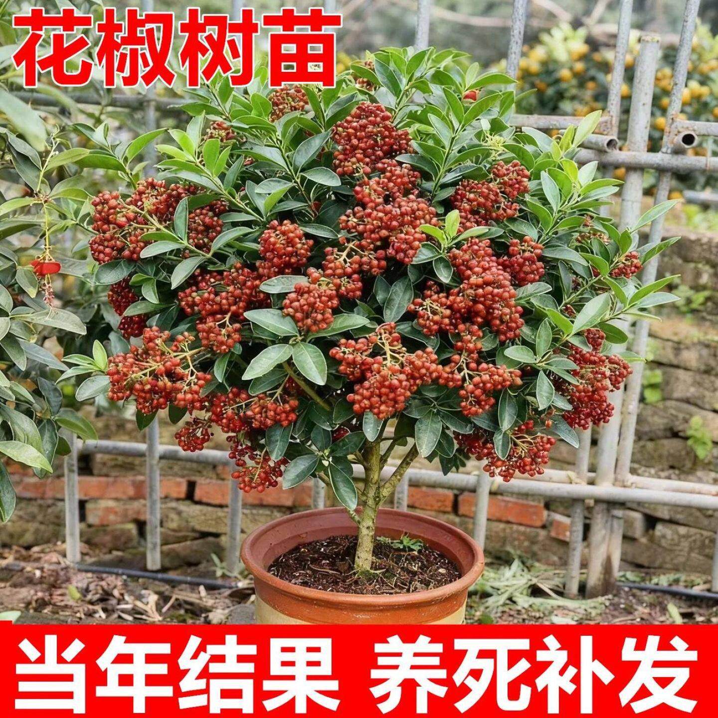 花椒苗树正宗四川大红袍图片