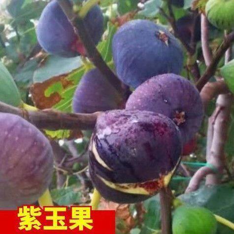 紫玉果嫁接无花果树苗南方北方种植庭院阳台盆栽地栽当年结果树苗