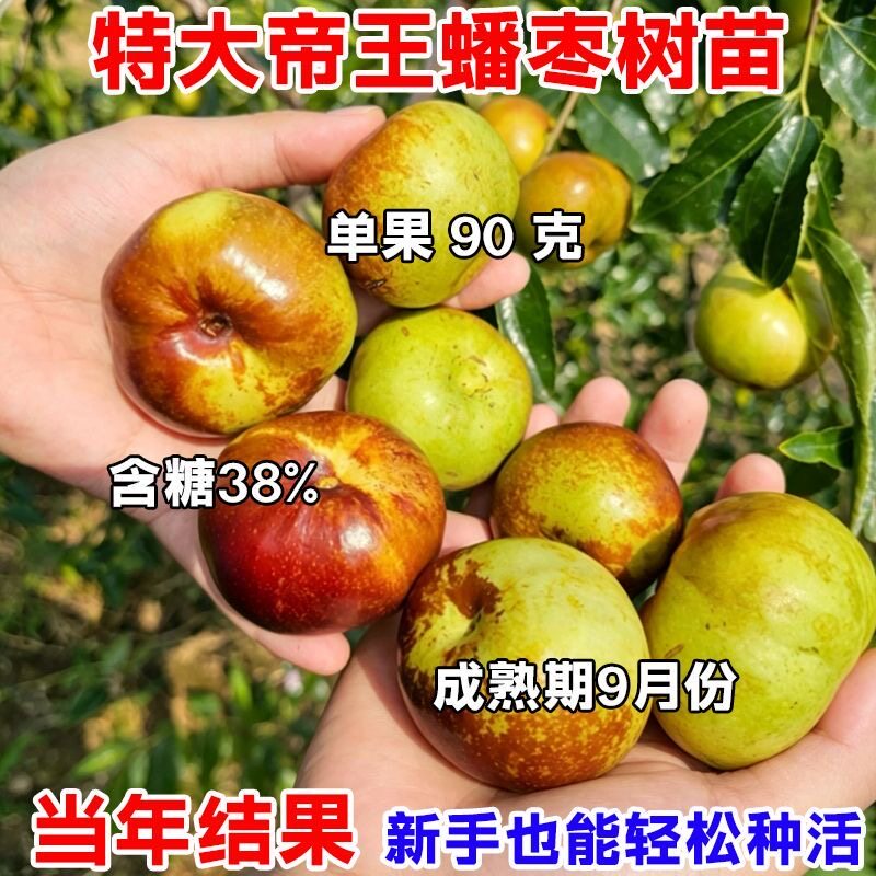 特大油蟠枣树苗嫁接新品种蟠枣树苗南北方种植盆栽地栽庭院种植图片