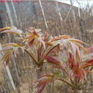 香椿树苗盆栽地栽南方北方室内室外四季种植当年食用红油香春树苖