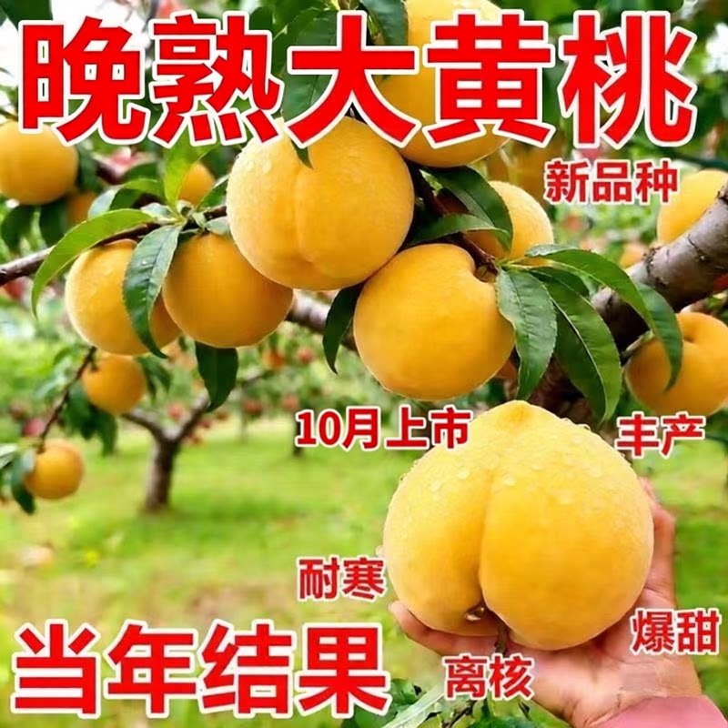 嫁接晚熟黄桃树苗正宗离核特大超甜南方北方种植盆栽地栽当年结果