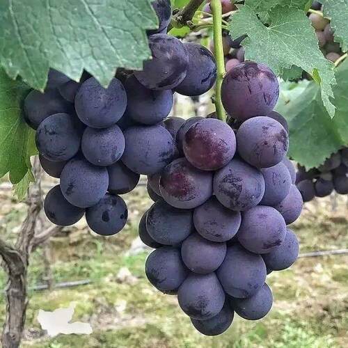 巨峰葡萄苗 葡萄树苗耐寒盆栽庭院爬藤果树苗 南方北方种植易成活