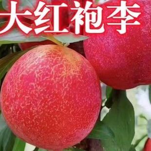 新品种李子苗大红袍李子树苗嫁接果树苗南北方种植盆地栽当年结果