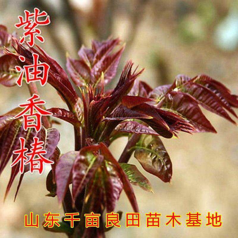 绿油香椿苗南北方种植盆栽地栽抗