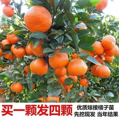 嫁接桔子树苗沙糖橘子苗金桔南方北方种植地栽盆栽果树苗当年结果