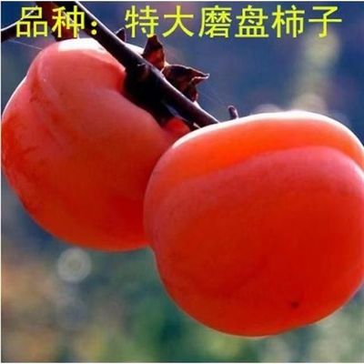 特大磨盘柿子树嫁接高产柿子大果大柿子树苗 南北方种植柿子树苗