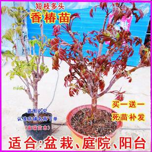 新品种食用香春椿树苗产量高四季食用盆栽地栽南方北方种植香椿树