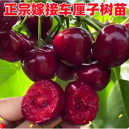 嫁接大樱桃树苗 车厘子樱桃苗 智力车厘子大樱桃树苗南北当年结果