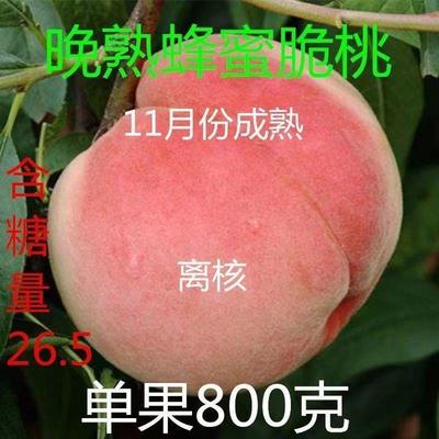晚熟冬桃特大蜂蜜脆桃新品种正宗嫁接树苗南北方四季种植庭院地载