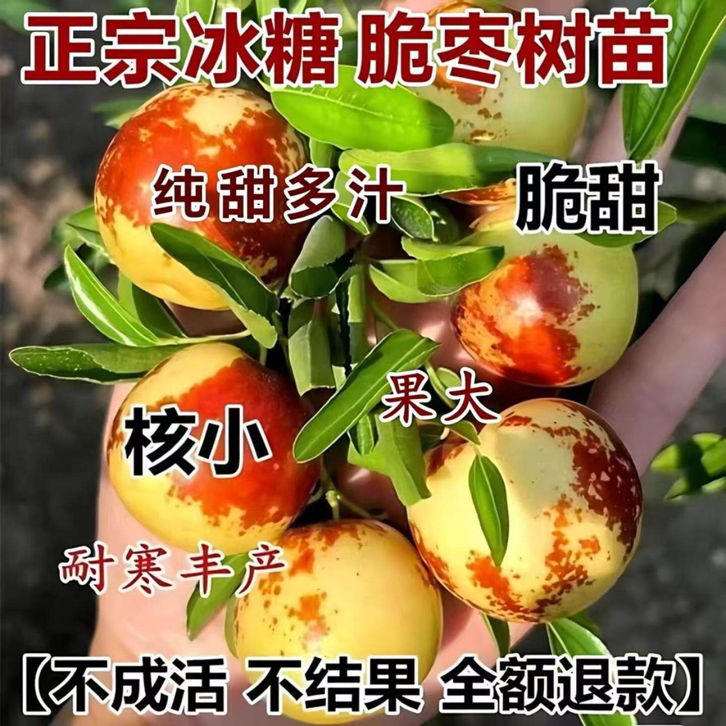 冬枣树苗超甜冰糖大枣苗嫁接南北方种地栽盆栽果树苗当年枣子苗