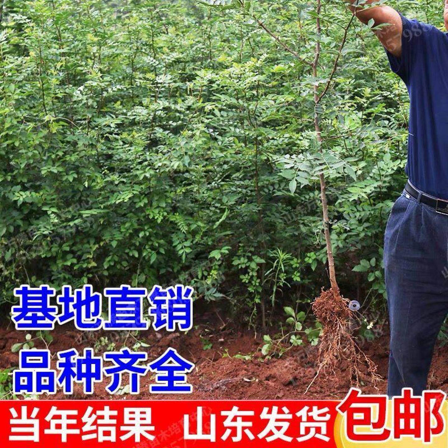 大红袍花椒苗树食用盆栽图片