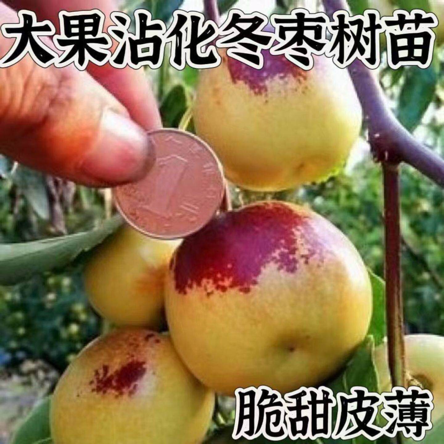 冬枣树苗超甜冰糖大枣苗嫁接南北方种地栽盆栽果树苗当年枣子苗