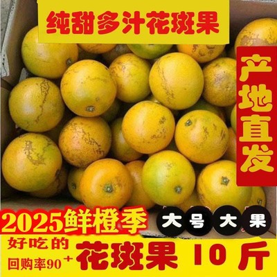 缤品褚橙子玉溪哀牢山冰糖橙老树