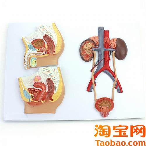 ENOVO颐诺医学用人体泌尿生殖系统模型男女泌尿T生殖解剖结构模型