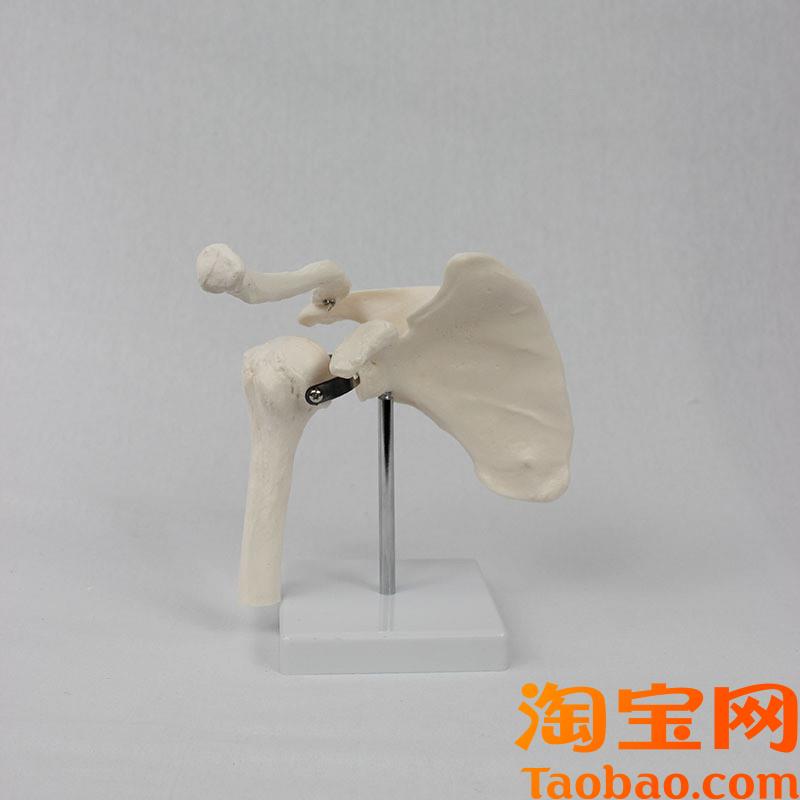 原装适用肩关节模型医学训练人体器具医学教学器材