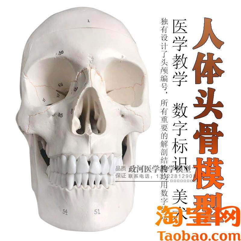 一比一医b学仿真骷髅人头骨模型头颅骨解剖标本数字编码标识