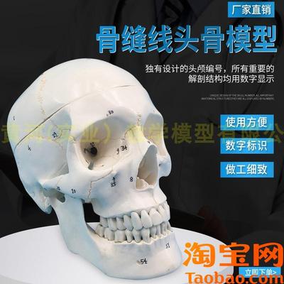 经典头颅模型3部分带数字标识骨缝线头骨头颅骨骨.骼模型医用