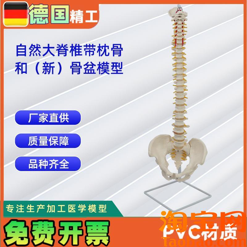 自然大脊b椎带枕骨和新骨盆模型人体教学模型