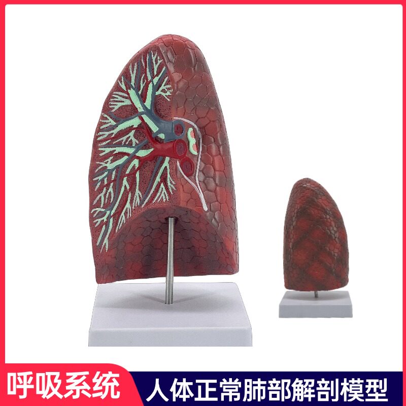 人体肺段模型肺解剖支r气管模型呼吸科正常肺医药礼品医沟通模型