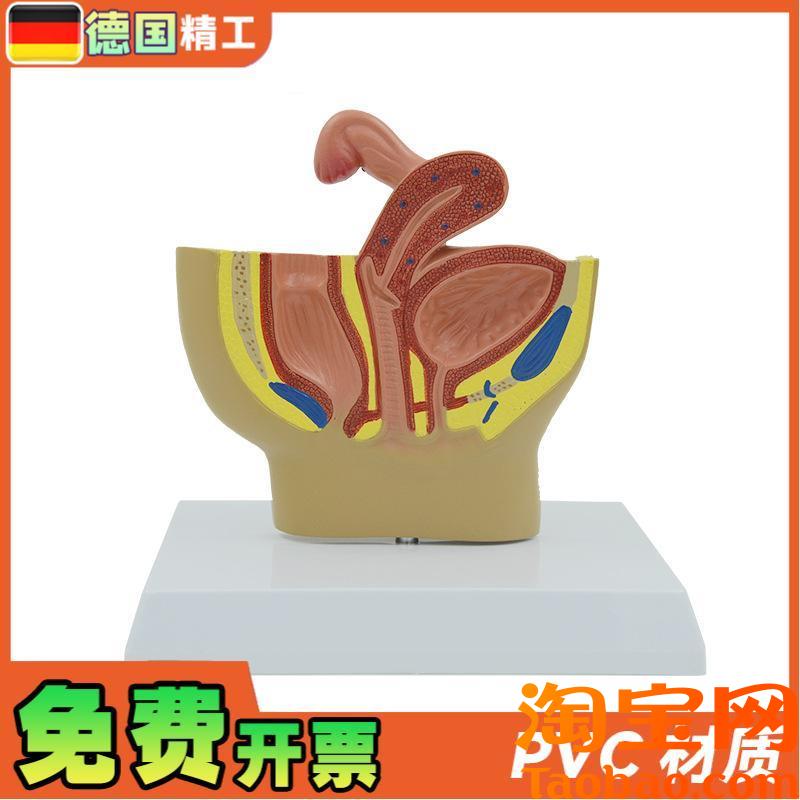 原装适用德国】女性桌面盆腔模型女性生殖系统解剖模型输卵管膀胱