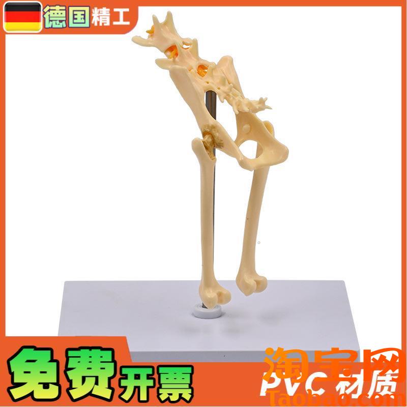 德国】1比1猫骨盆模型猫骨y骼腰椎尾骨脊柱神经教具宠物医院展