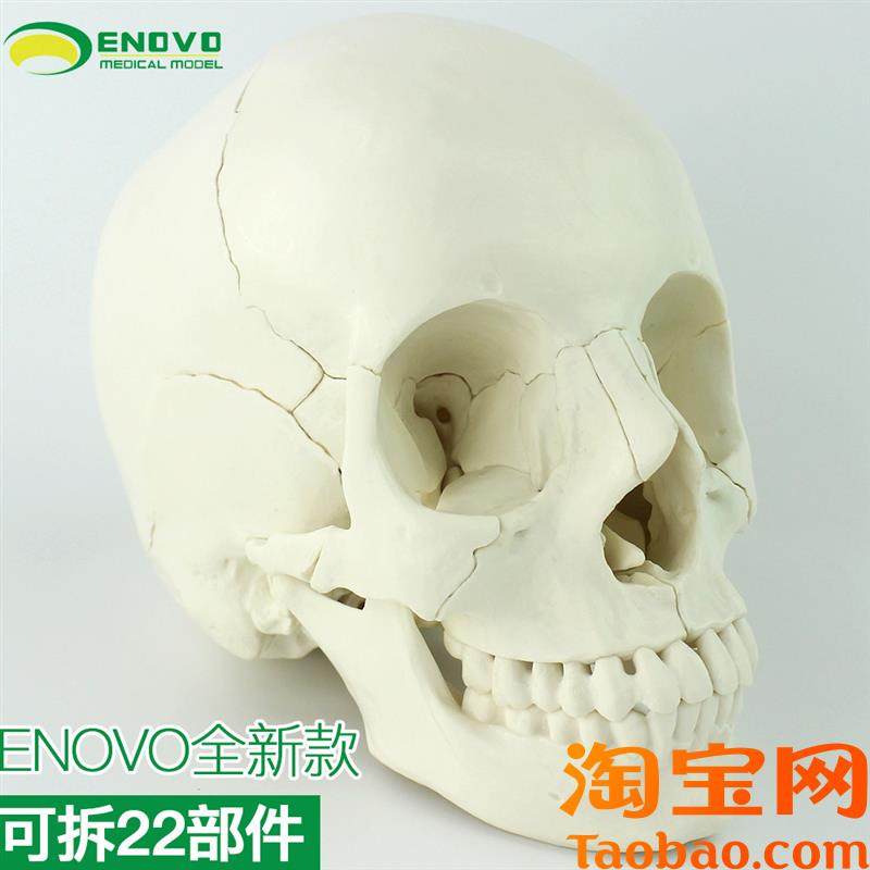 ENOVO颐诺医j学用人体头骨模型头颅骨拼装可拆美容微整形教学头骨